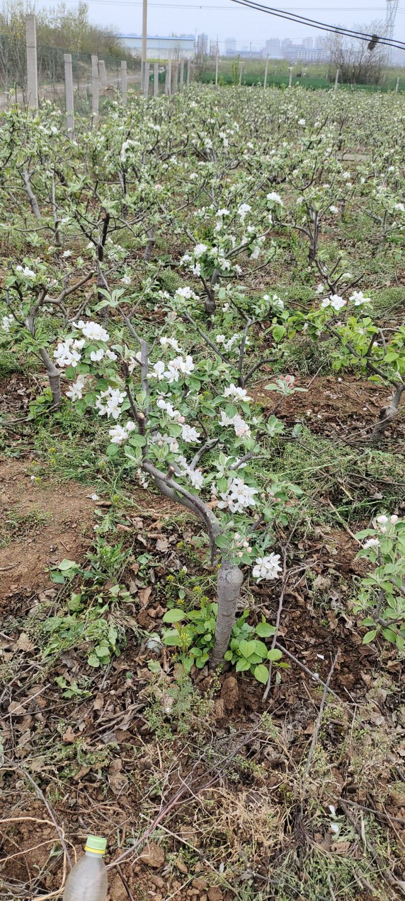 盆景苹果树，量大从优