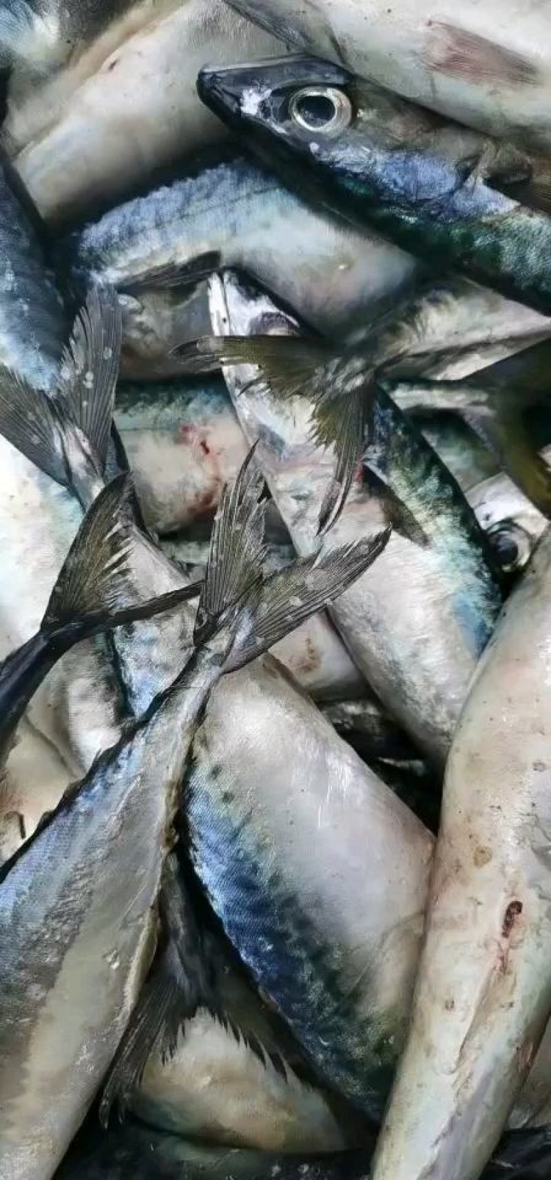 新鲜鲐鲅鱼青占鱼青条鱼批发鲅鱼烧烤食材