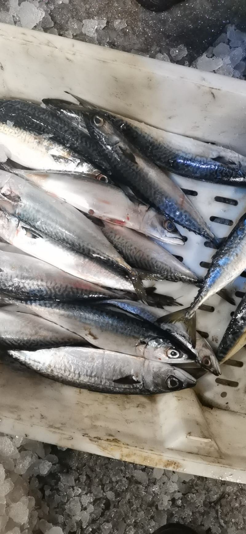 新鲜鲐鲅鱼青占鱼青条鱼批发鲅鱼烧烤食材