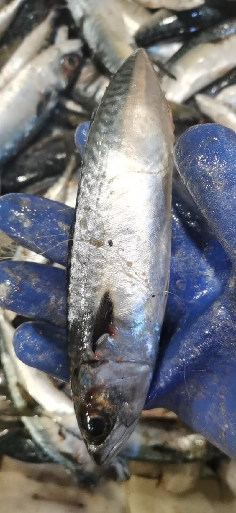 新鲜鲐鲅鱼青占鱼青条鱼批发鲅鱼烧烤食材