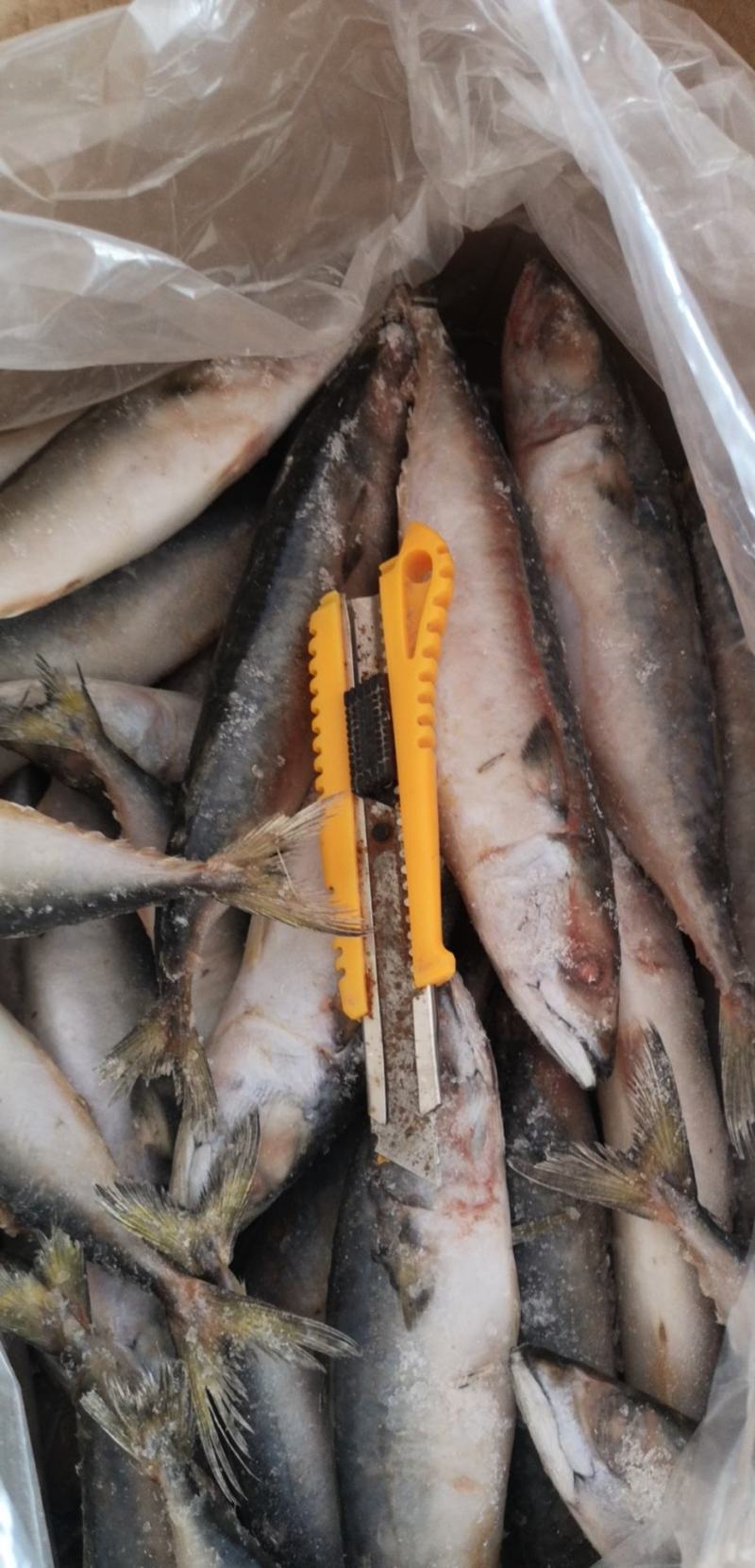 新鲜鲐鲅鱼青占鱼青条鱼批发鲅鱼烧烤食材