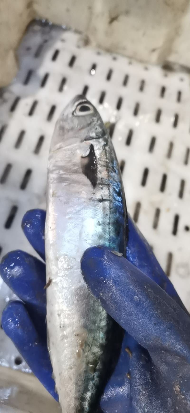 新鲜鲐鲅鱼青占鱼青条鱼批发鲅鱼烧烤食材