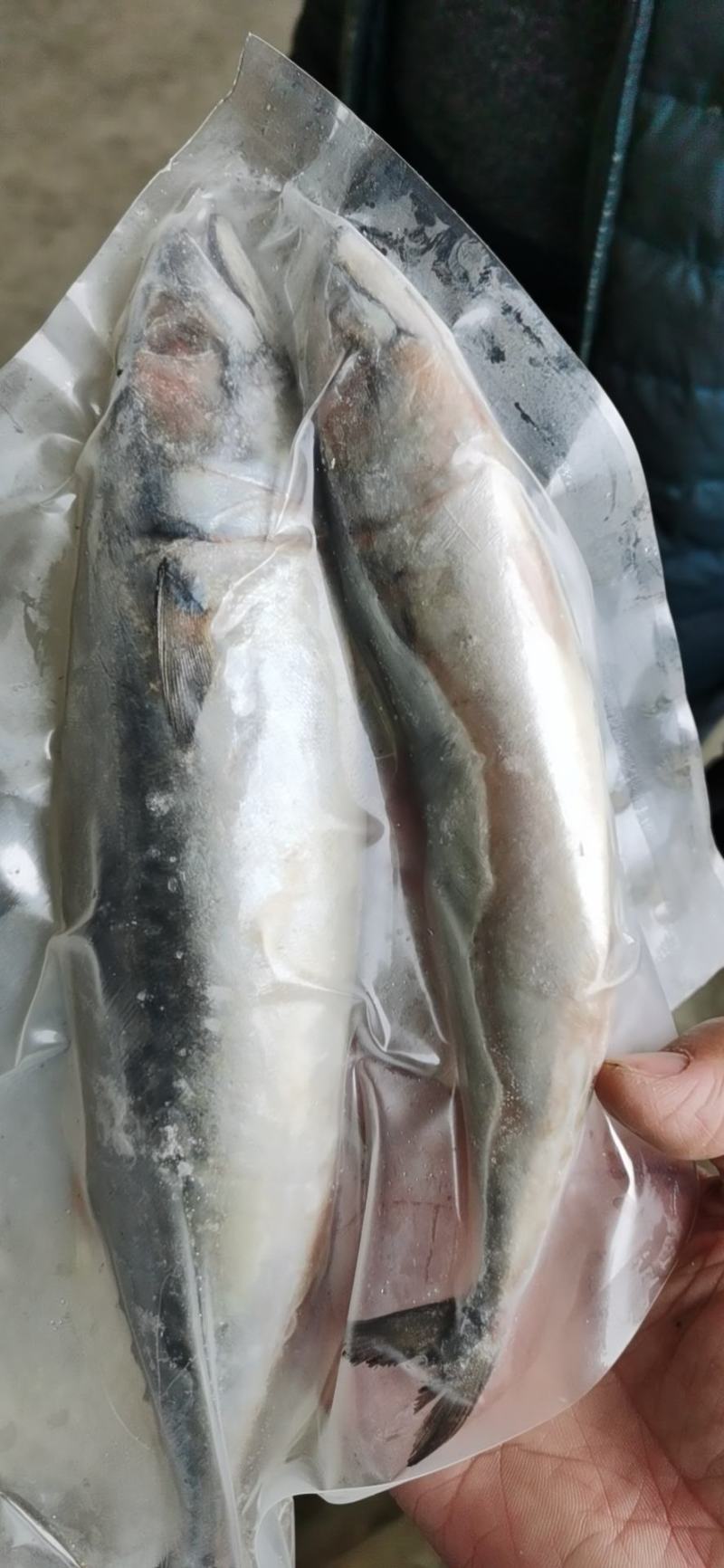 新鲜鲐鲅鱼青占鱼青条鱼批发鲅鱼烧烤食材
