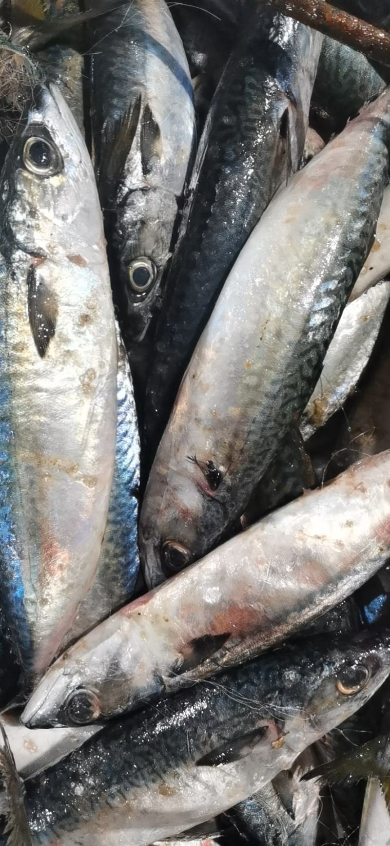 新鲜鲐鲅鱼青占鱼青条鱼批发鲅鱼烧烤食材