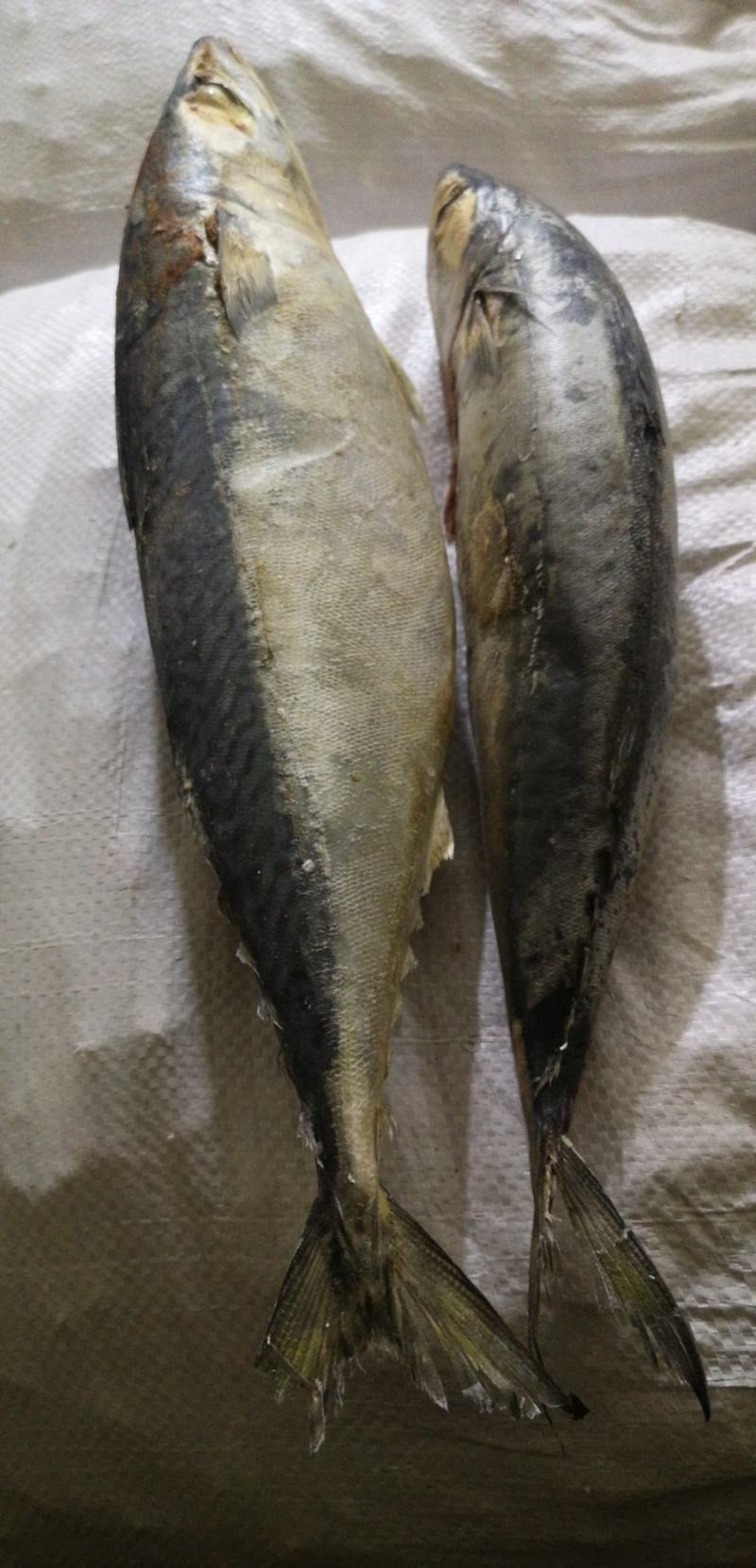 新鲜鲐鲅鱼青占鱼青条鱼批发鲅鱼烧烤食材