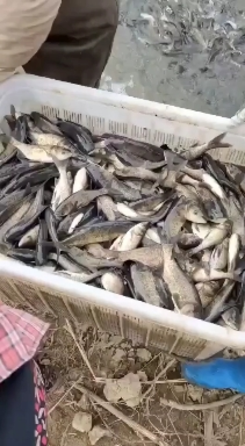 花鲢鱼苗/大头鱼苗/胖头鱼苗塘口直发免费提供养殖技术