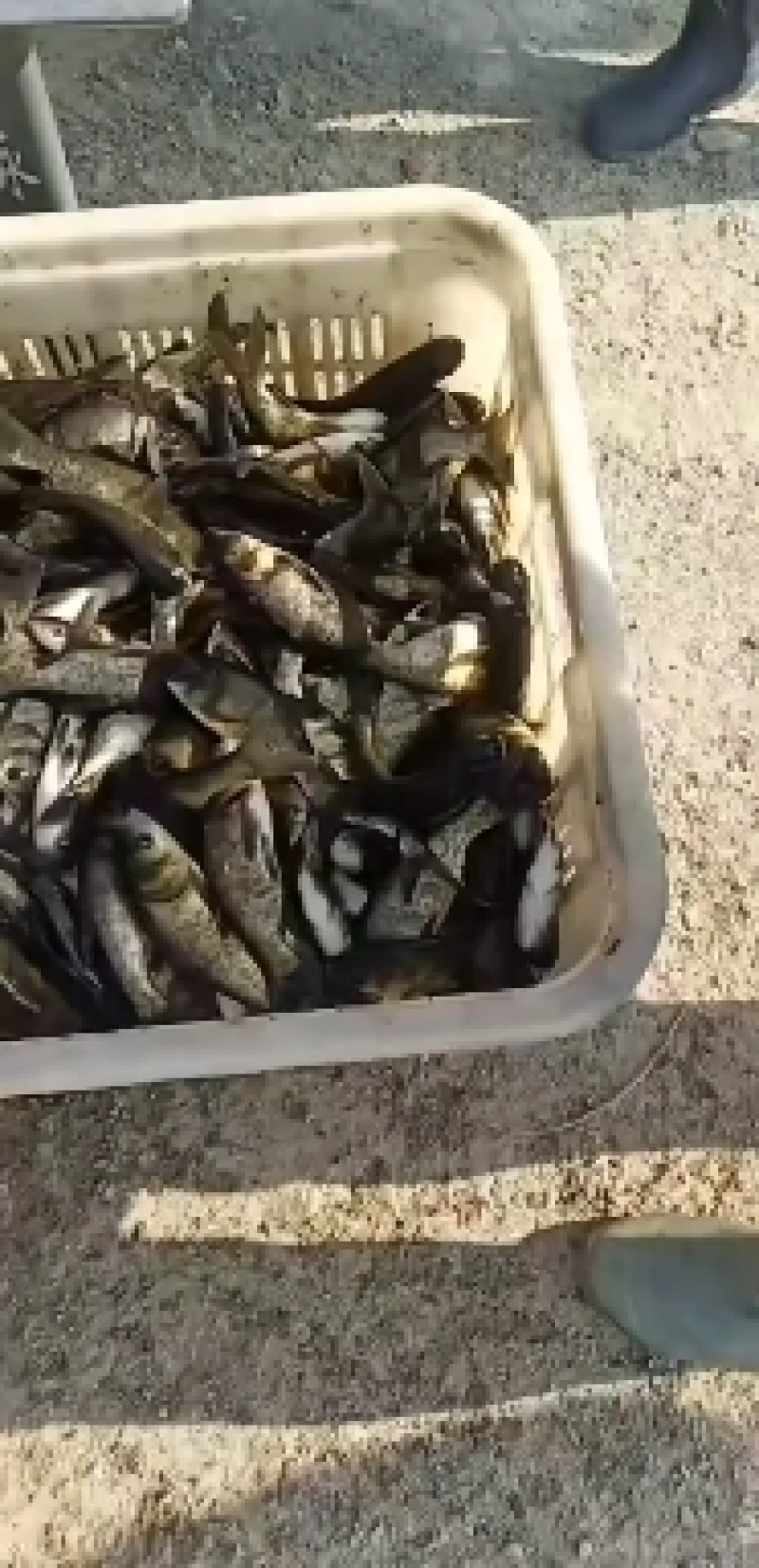 花鲢鱼苗/大头鱼苗/胖头鱼苗塘口直发免费提供养殖技术
