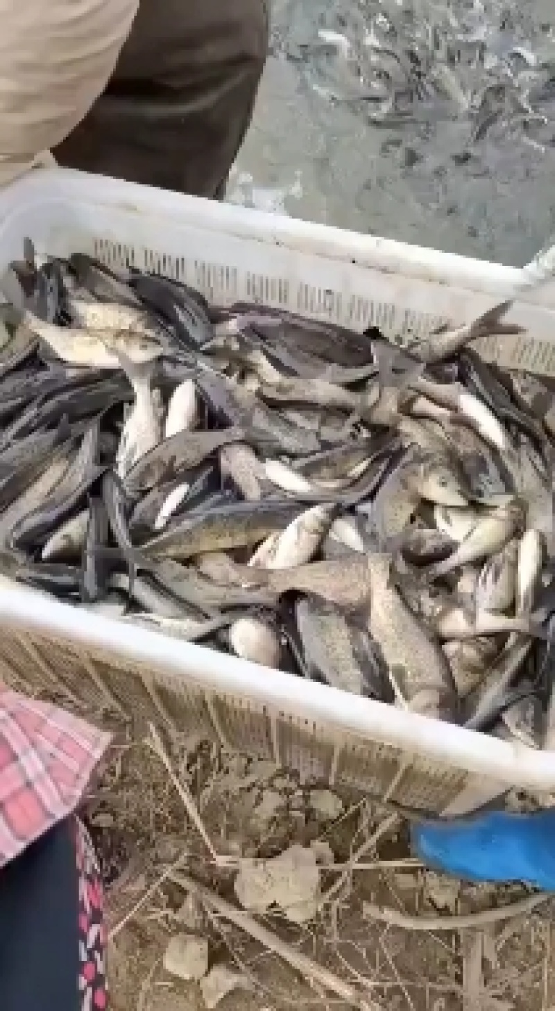 花鲢鱼苗/大头鱼苗/胖头鱼苗塘口直发免费提供养殖技术