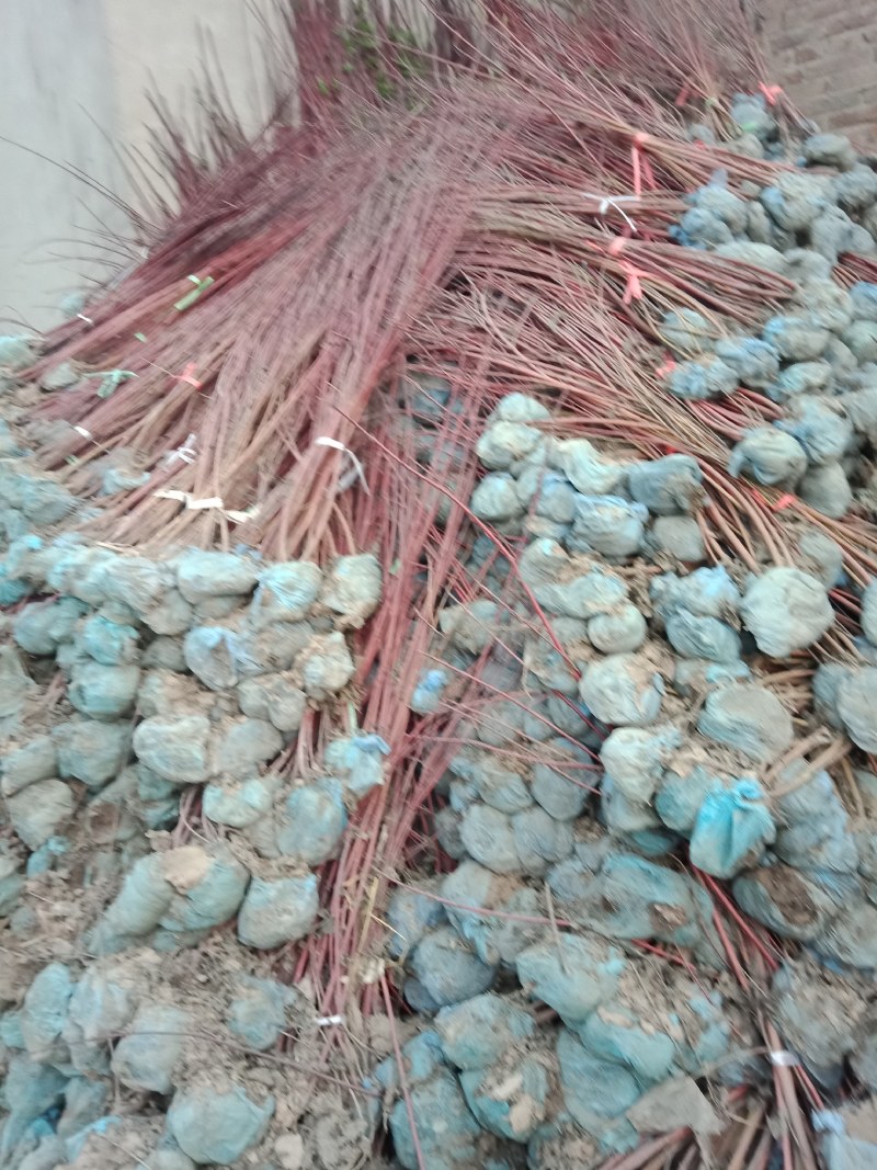 红瑞木适合寒冷干旱地区做绿化现货供应量大从忧