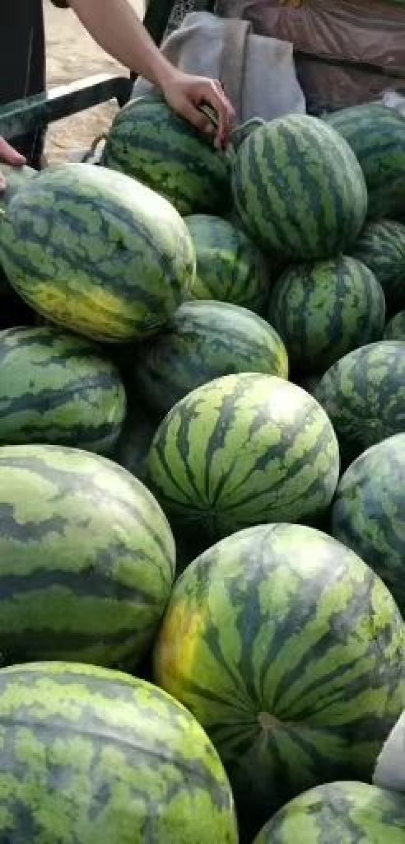 安徽砀山县甜王西瓜大量供应货源充足欢迎来电咨询采购
