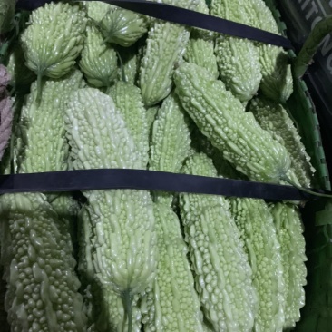 苦瓜之乡白玉苦瓜上市市场商超佳品👍