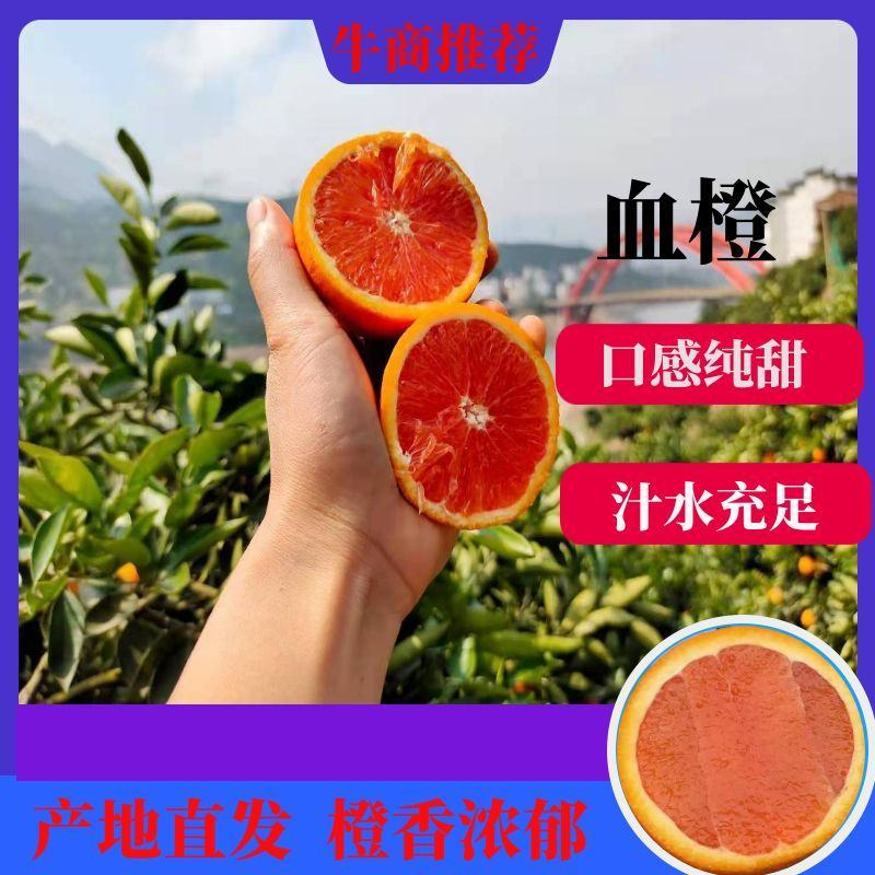 中华红橙血橙红肉红心橙子脐橙视频看货产地直发