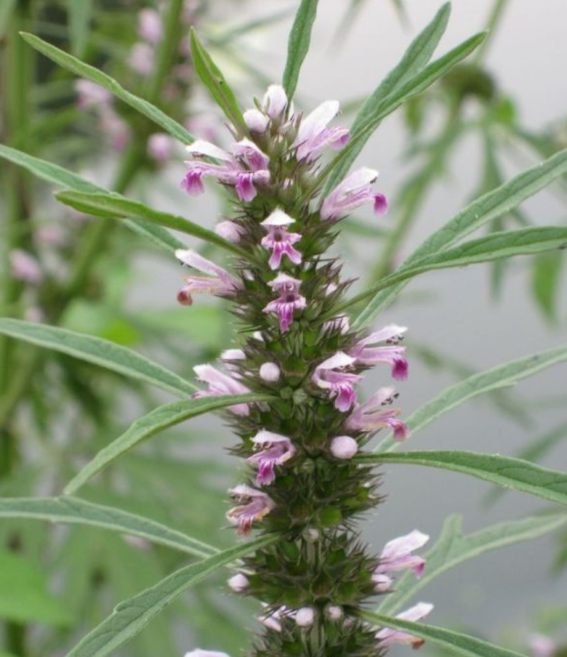 新产益母草种子益母草籽一年生春秋种植可在线交易