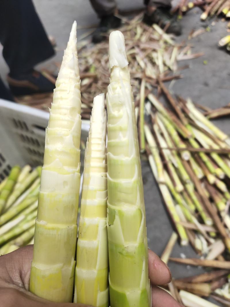 煮笋新鲜野生山竹笋小竹笋火锅笋一手货源，产地直发
