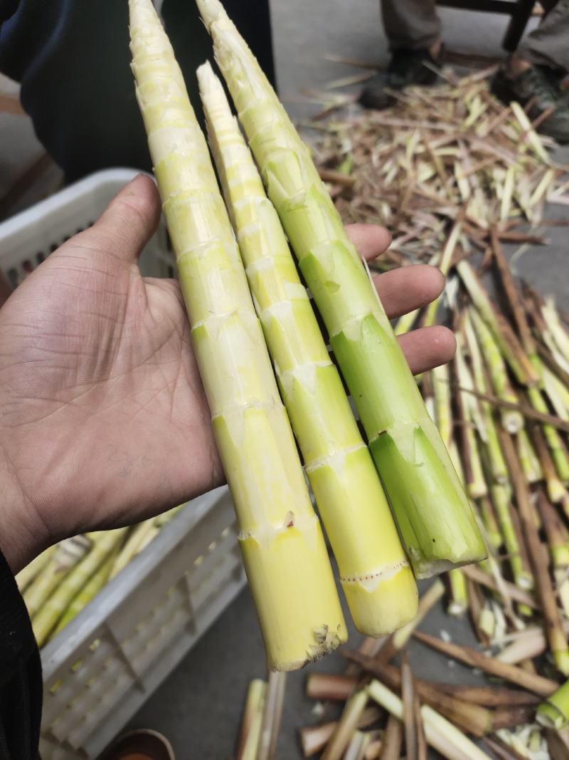煮笋新鲜野生山竹笋小竹笋火锅笋一手货源，产地直发