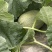 西州蜜25号头茬瓜大量上市