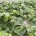 西州蜜25号头茬瓜大量上市