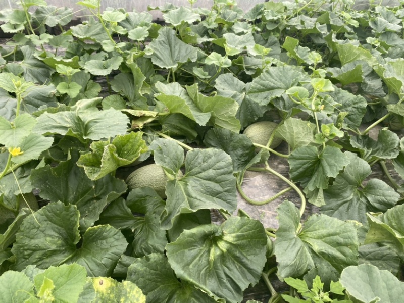 西州蜜25号头茬瓜大量上市