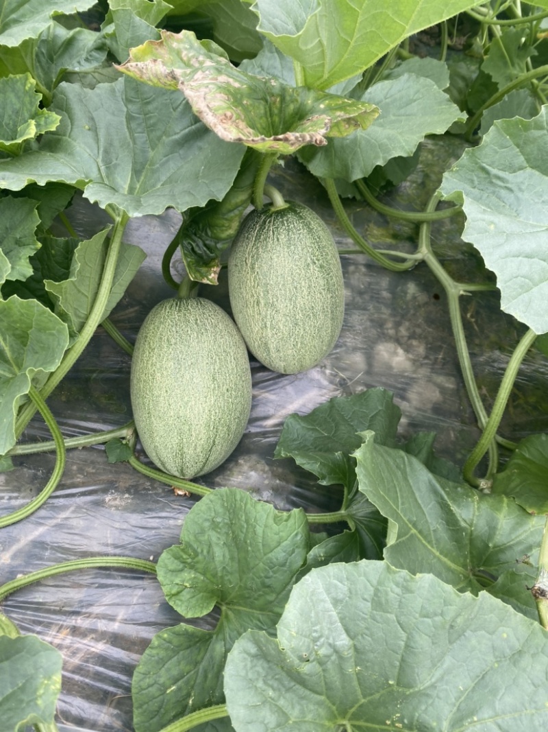 西州蜜25号头茬瓜大量上市