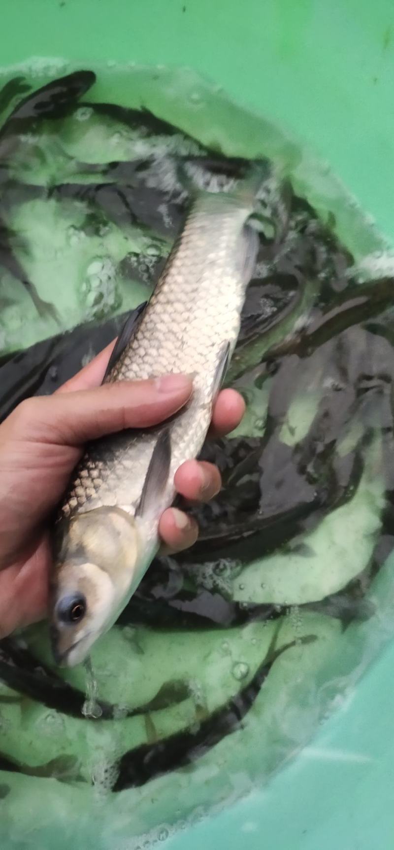 青鱼苗，螺丝青鱼苗，渔场直销长期出售大小规格苗，保质保量
