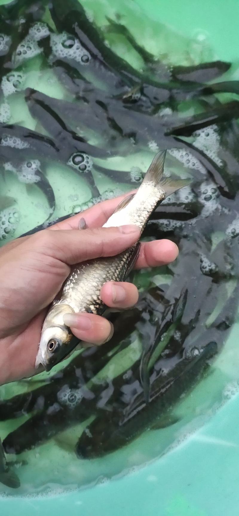 青鱼苗，螺丝青鱼苗，渔场直销长期出售大小规格苗，保质保量