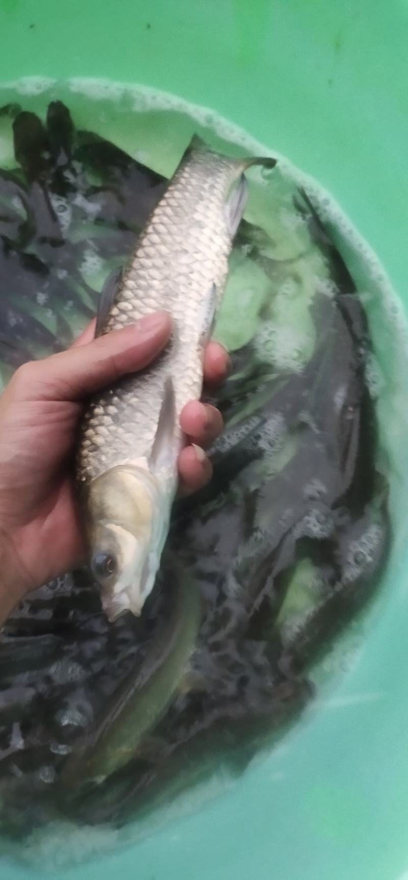青鱼苗，螺丝青鱼苗，渔场直销长期出售大小规格苗，保质保量
