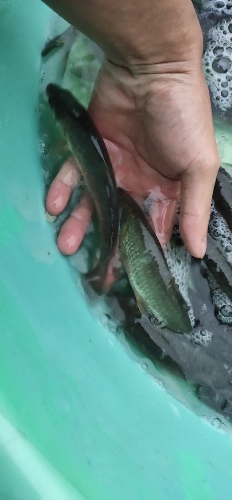 青鱼苗，螺丝青鱼苗，渔场直销长期出售大小规格苗，保质保量