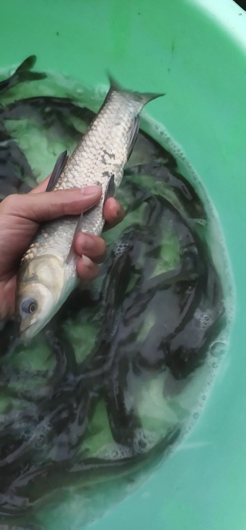 青鱼苗，螺丝青鱼苗，渔场直销长期出售大小规格苗，保质保量