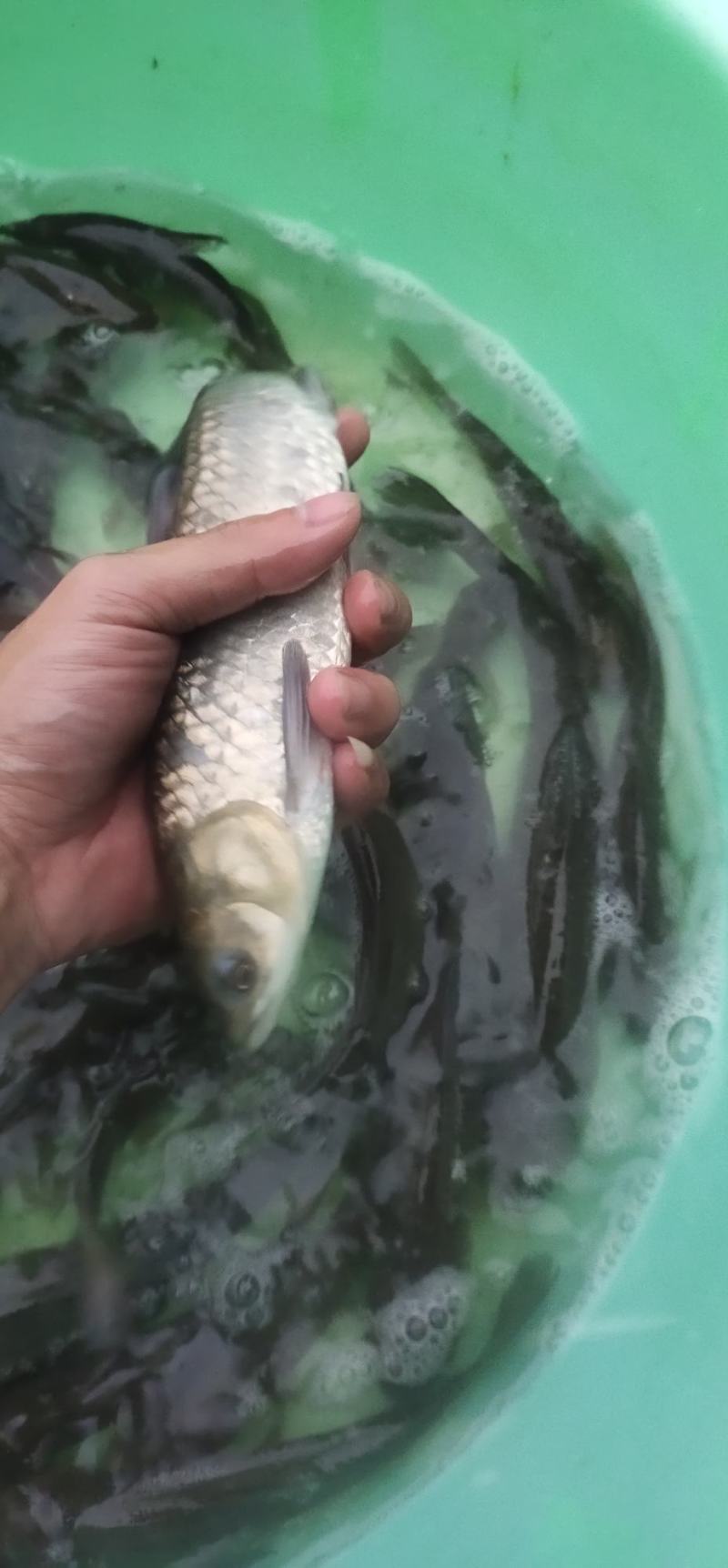 青鱼苗，螺丝青鱼苗，渔场直销长期出售大小规格苗，保质保量