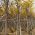8-10-12-15公分多花黄花风铃木骨架黄花风铃木