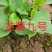 开封市尉氏县惠禾润原种脱毒红薯苗繁育基地。商薯19红薯苗