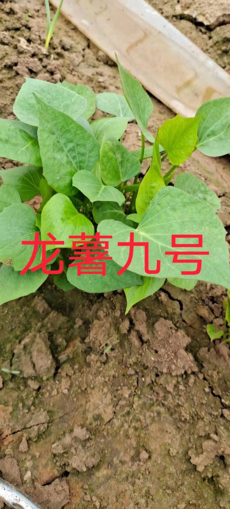开封市尉氏县惠禾润原种脱毒红薯苗繁育基地。商薯19红薯苗