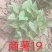 开封市尉氏县惠禾润原种脱毒红薯苗繁育基地。商薯19红薯苗