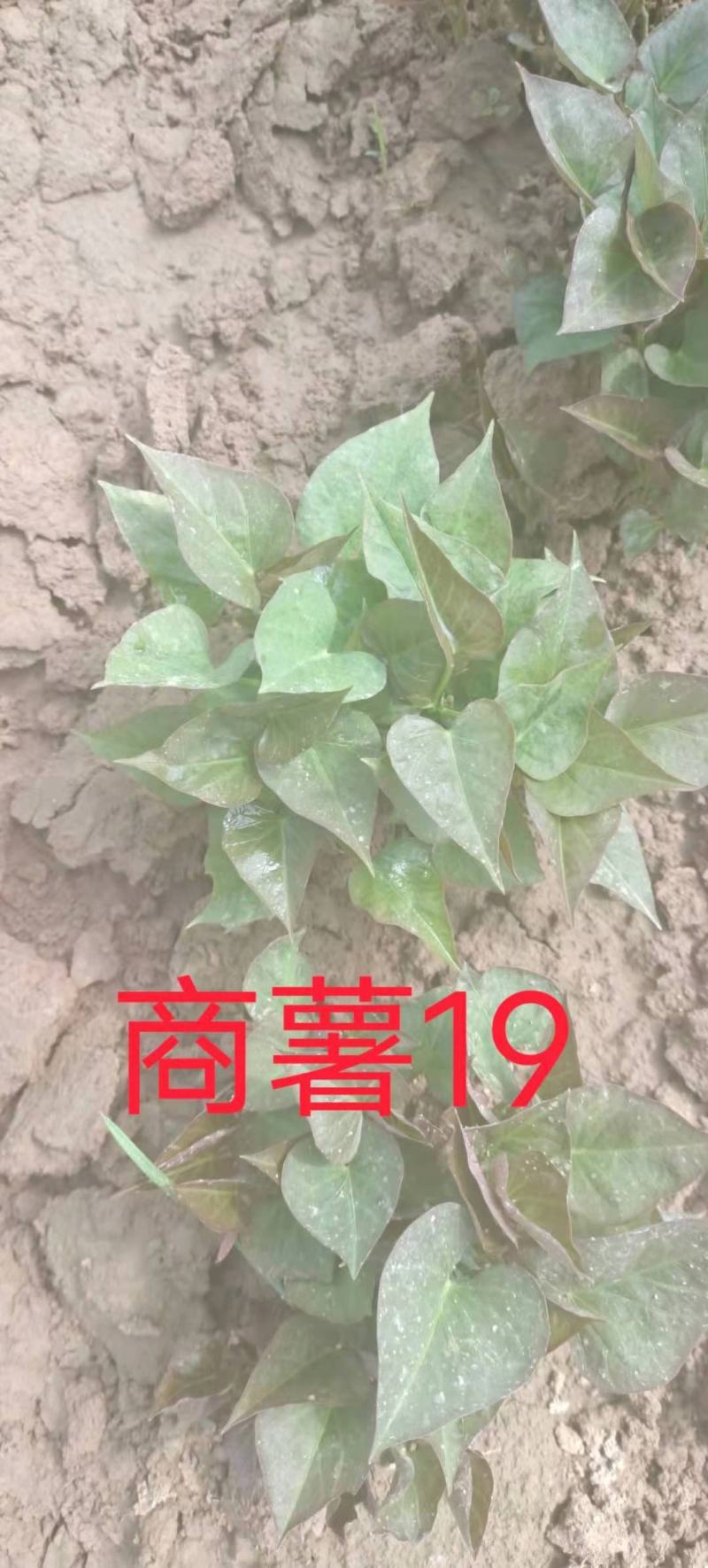 开封市尉氏县惠禾润原种脱毒红薯苗繁育基地。商薯19红薯苗
