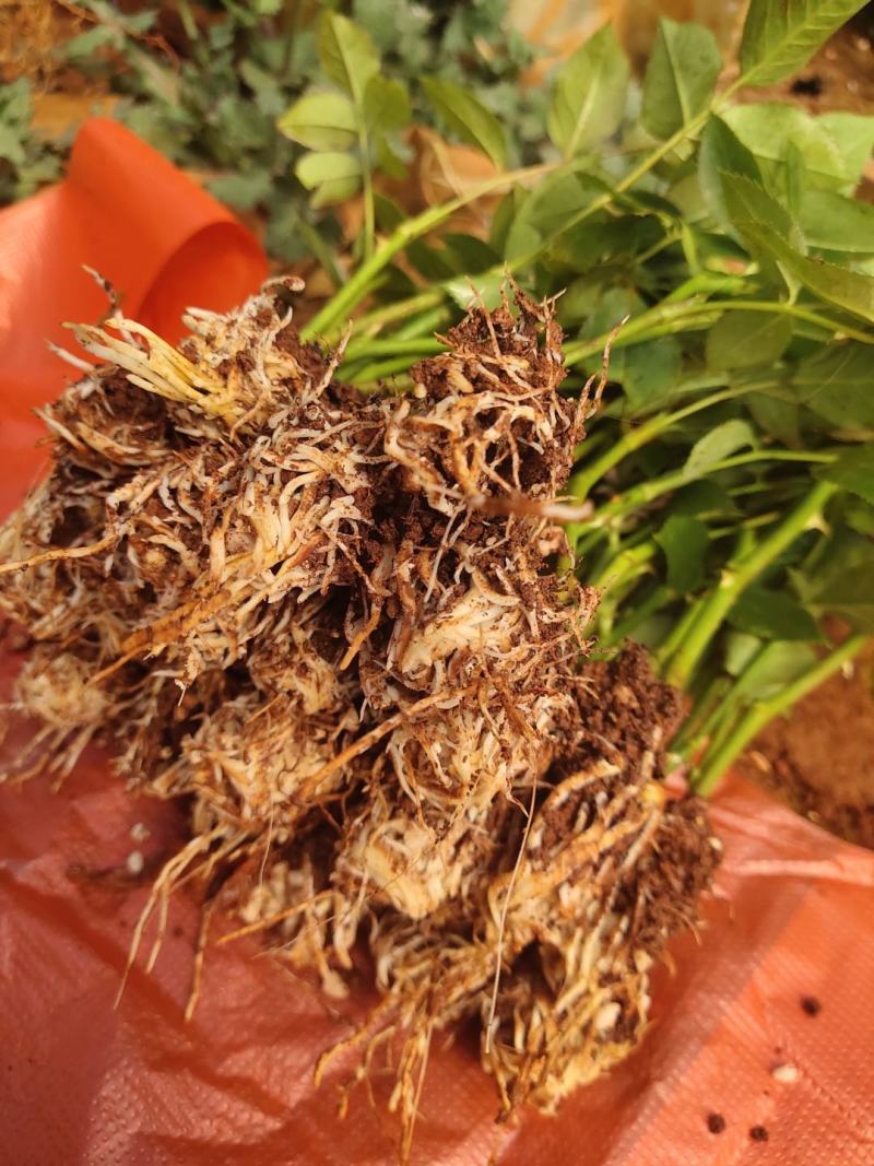 多头玫瑰苗波塞尼娜小苗基地直供
