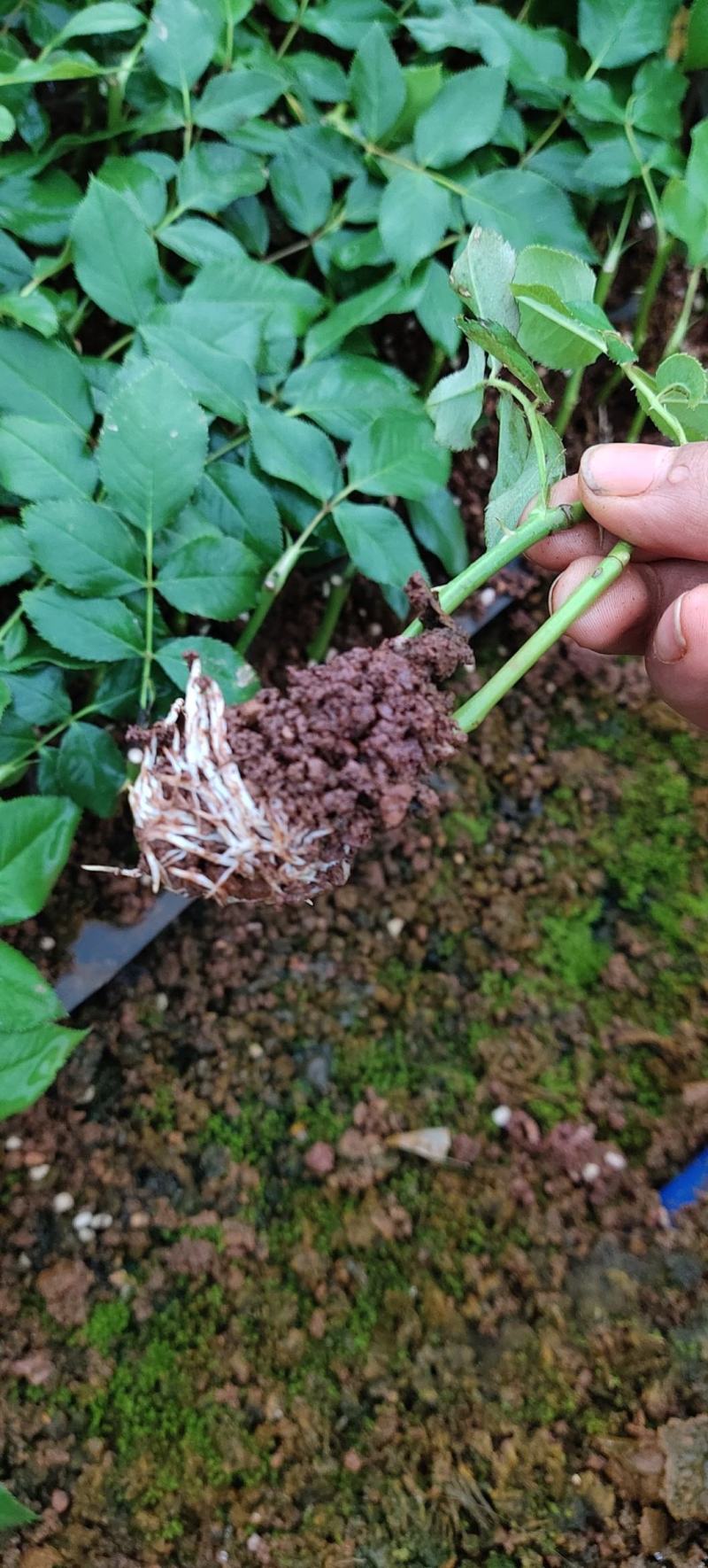 多头玫瑰苗波塞尼娜小苗基地直供