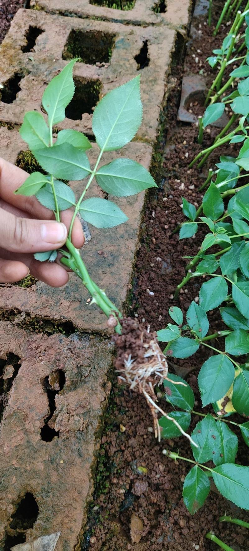 多头玫瑰苗波塞尼娜小苗基地直供