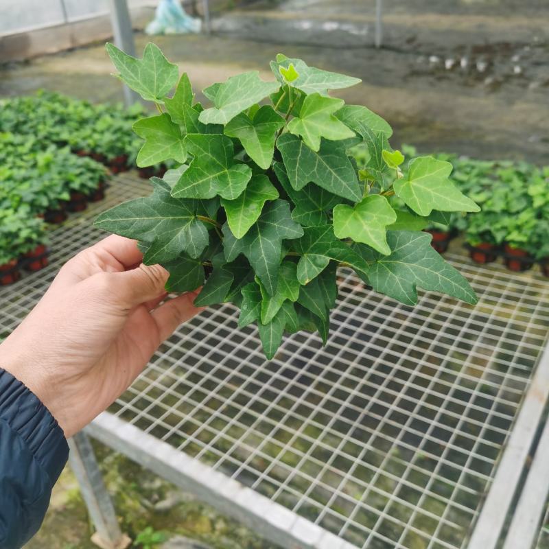 120#110#规格青叶花叶常春藤基地直销批发