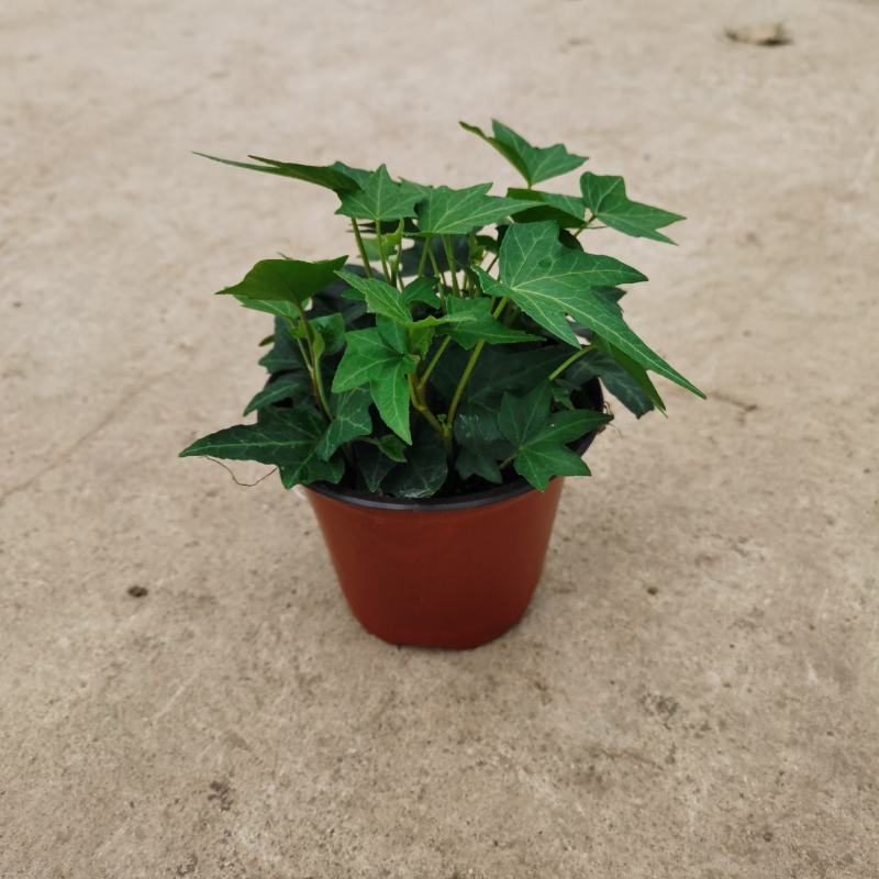 120#110#规格青叶花叶常春藤基地直销批发