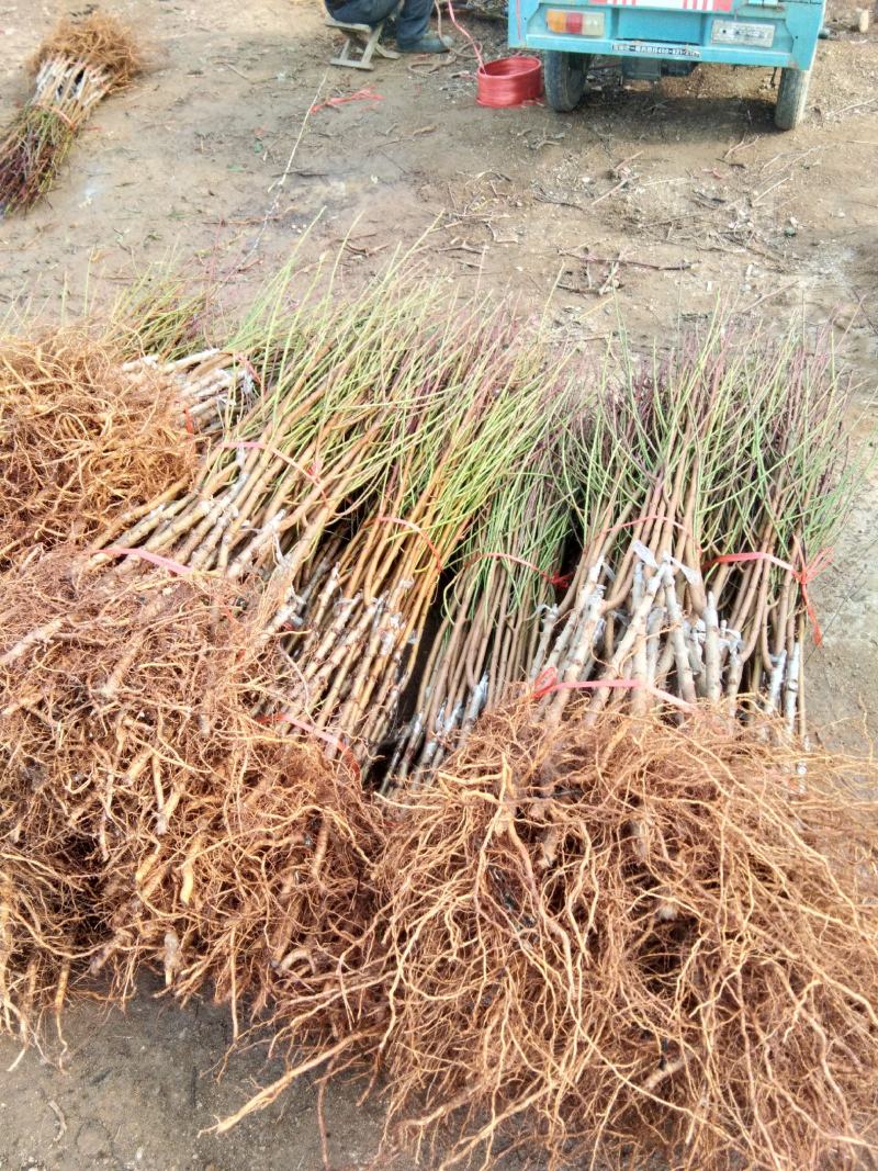桃树苗，黄金蜜，秋彤，中油12.黄油潘，久保，等精品桃树