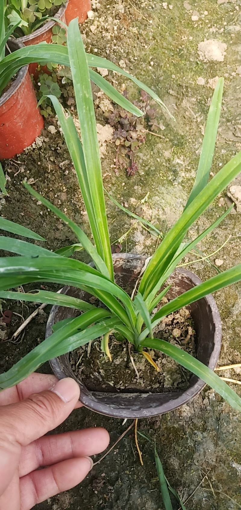 金娃娃萱草双色杯，，，，