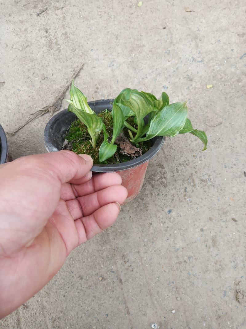 花叶玉簪双色杯，，，，