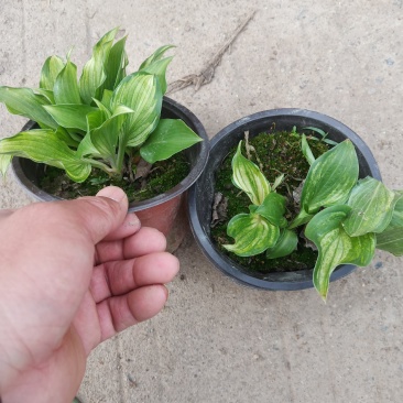 花叶玉簪双色杯，，，，