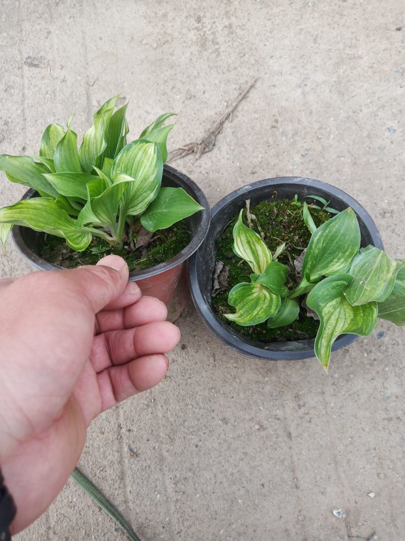 花叶玉簪双色杯，，，，