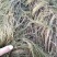 篦齿眼子菜（龙须草）虾蟹养殖改善水质绿化环境
