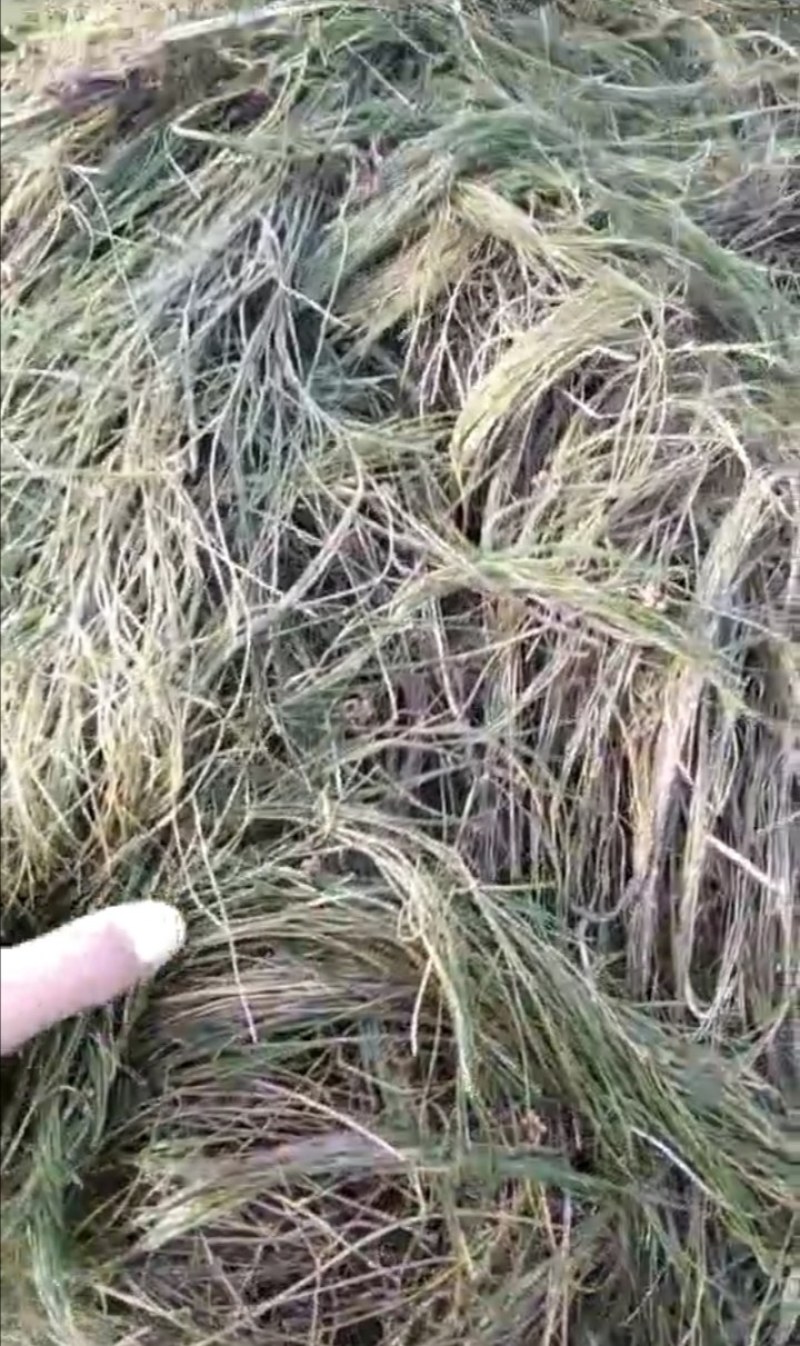 篦齿眼子菜（龙须草）虾蟹养殖改善水质绿化环境