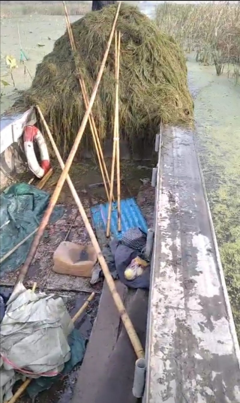 篦齿眼子菜（龙须草）虾蟹养殖改善水质绿化环境