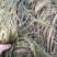 篦齿眼子菜（龙须草）虾蟹养殖改善水质绿化环境