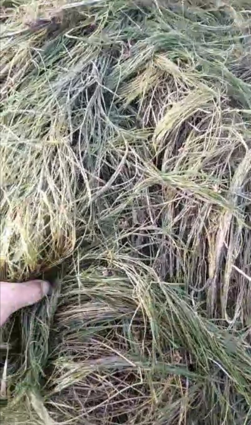 篦齿眼子菜（龙须草）虾蟹养殖改善水质绿化环境