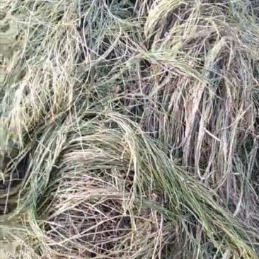 篦齿眼子菜（龙须草）虾蟹养殖改善水质绿化环境